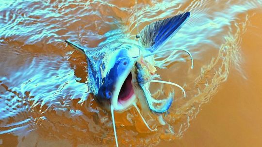 jugada-ganadora:-fondo-rendidor,-mimosos-en-cardumen