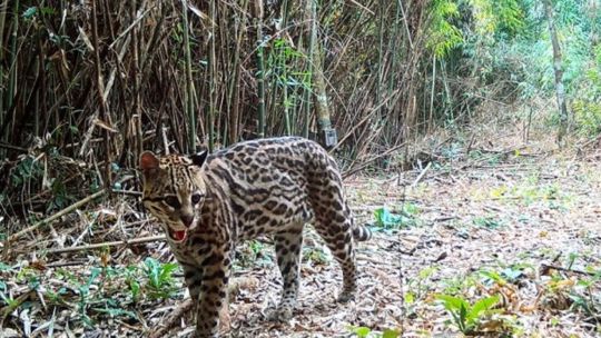 cientificos-argentinos-realizaron-el-mayor-relevamiento-mundial-del-ocelote