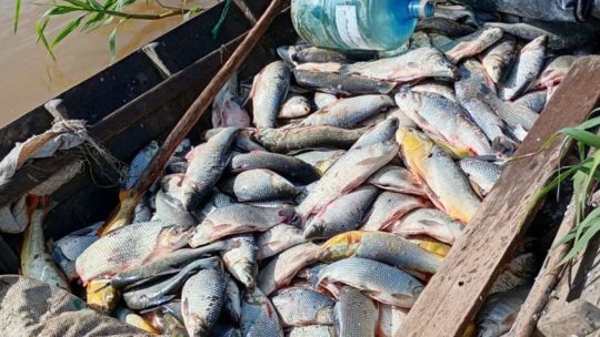 numeros-que-impresionan:-mas-de-23.000-peces-decomisados-por-pesca-ilegal-en-santa-fe