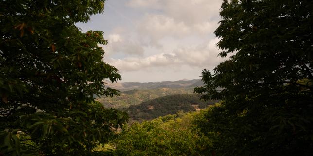deforestacion:-la-commission-europeenne-veut-assouplir-sa-loi-phare,-apres-avoir-repousse-plusieurs-fois-sa-mise-en-oeuvre