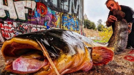 multaran-a-los-pescadores-que-no-sacrifiquen-a-una-especie-invasora