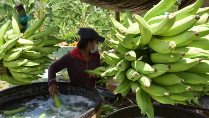 gremio-bananero-de-magdalena-y-la-guajira-pide-prudencia-en-la-crisis-con-estados-unidos-y-advierte-riesgo-para-el-empleo-rural-del-caribe