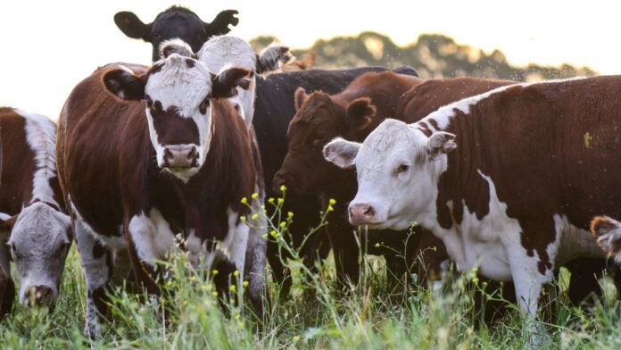 carne:-nuevo-cupo-de-exportacion-a-eeuu-abre-un-negocio-de-u$s300-millones-y-reposiciona-al-pais-en-el-mercado
