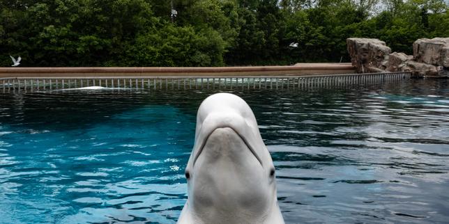 au-canada,-marineland-amenaza-de-eutanasia-a-las-belugas