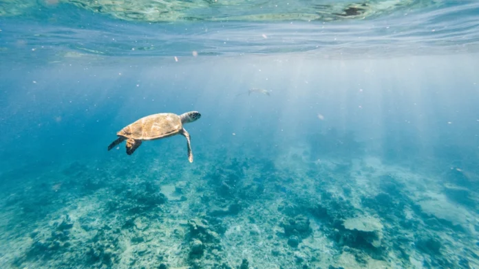 guerras-del-agua:-como-america-latina-se-convirtio-en-el-campo-de-batalla-mundial-del-bono-azul