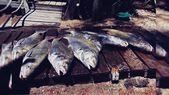 se-protege-a-la-corvina-negra-y-se-impide-su-extraccion-tanto-en-rios-como-en-arroyos-costeros