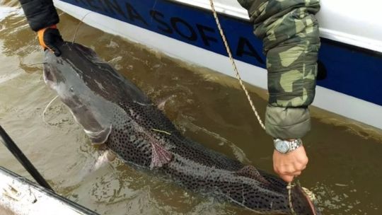 vedan-la-pesca-del-surubi-por-60-dias-en-santa-fe