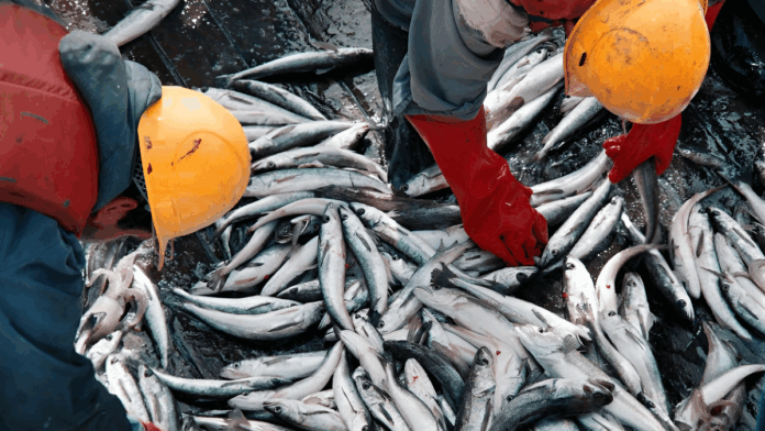 actualizan-el-regimen-de-facilidades-de-pago-para-multas-del-sector-pesquero