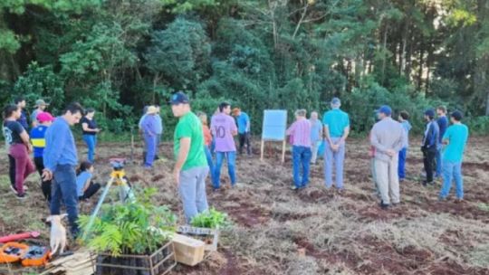 plantan-200.000-arboles-para-conservar-al-yaguarete-en-misiones