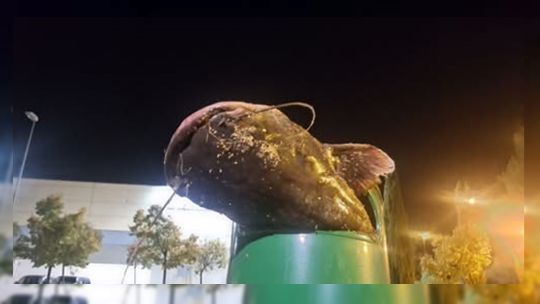 pescados-muertos-en-cestos-de-basura,-el-reflejo-de-la-obligacion-de-sacrificarlos