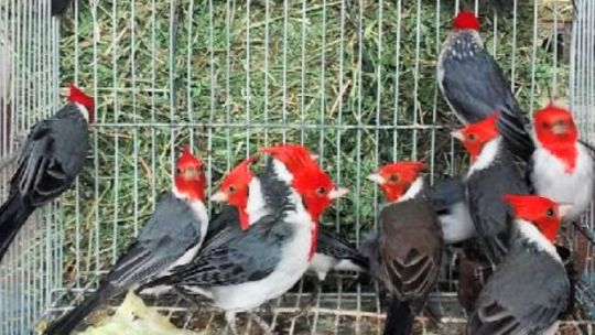 rescatan-aves-del-trafico-ilegal-y-las-trasladan-a-un-centro-de-recuperacion-en-san-luis