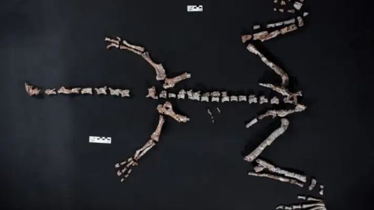 uno-de-los-dinosaurios-mas-antiguos-del-mundo-descubierto-en-argentina