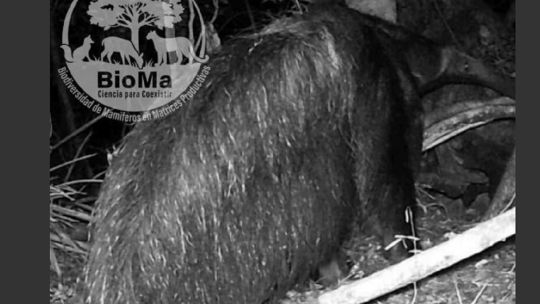 tras-casi-40-anos-de-ausencia,-avistan-a-un-oso-hormiguero-fuera-del-ibera