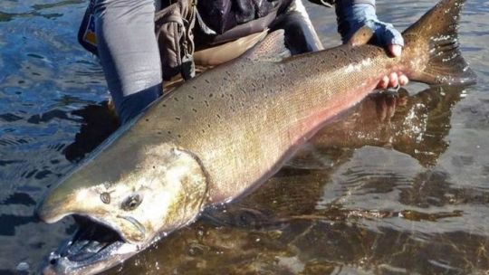 es-ley:-el-salmon-chinook-fue-declarado-especie-invasora