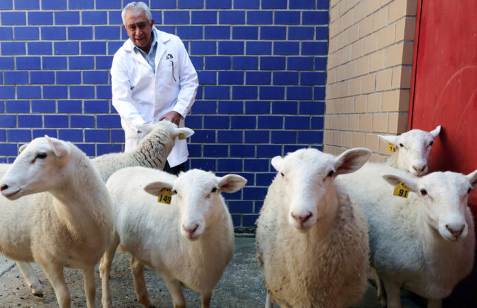 ¿como-se-clono-al-primer-borrego-mexicano-y-que-animales-vienen-despues?