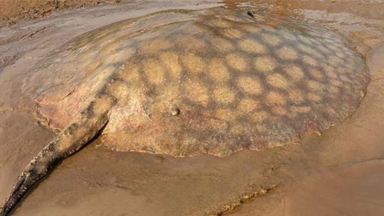 avanza-el-marcado-de-la-raya-gigante-del-parana