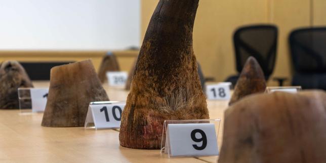 singapur-:-saisie-record-de-cornes-de-rhinoceros-d’afrique-du-sud,-la-cargaison-illegale-estimee-a-plus-de-870-000-dolares