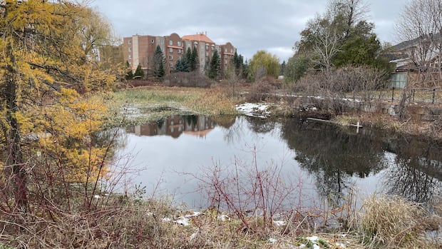 mindblowing-population-of-feral-goldfish-in-ottawa-pond-to-be-euthanized