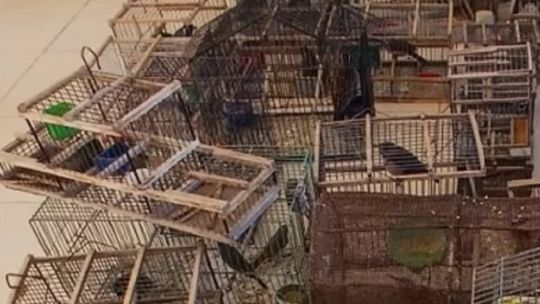 secuestran-aves-autoctonas-y-desarman-una-red-vinculada-a-carreras-de-galgos