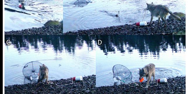 une-louve-intrigue-des-scientifiques-en-manipulant-un-objet-pour-se-nurrir