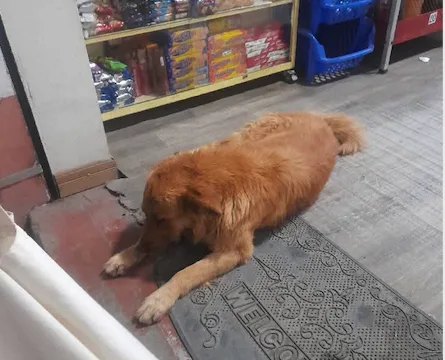 sancionaran-a-la-mujer-que-echo-agua-hirviendo-a-un-perro-en-oruro