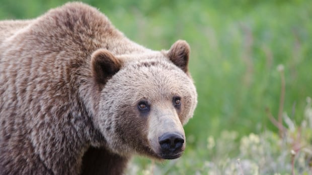 bc.-conservation-officers-trap-grizzly-in-bella-coola-as-search-continues-after-attack