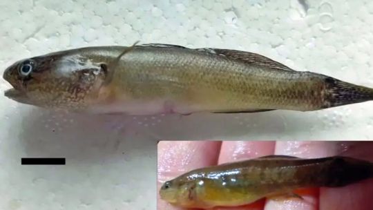 rio-negro:-detectaron-la-invasion-de-un-pez-asiatico