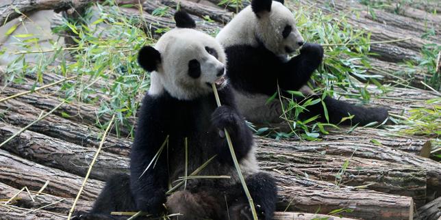 la-unica-pareja-de-pandas-gigantes-heberge-en-francia-en-el-zoologico-de-beauval