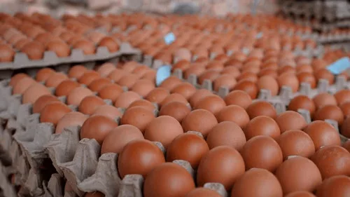 exportaciones-de-huevo-y-yemas-secas-repuntan-en-2025