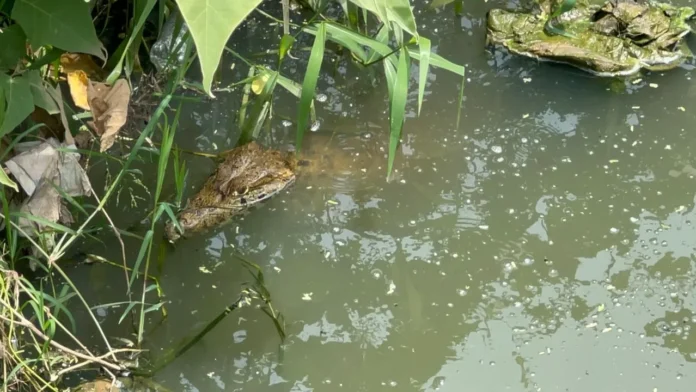 santa-cruz:-atienden-avistamientos-de-fauna-silvestre-en-zonas-urbanas