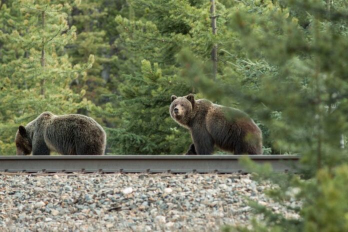 researchers-designed-an-alert-to-prevent-trains-from-killing-animals.-why-arent-we-using-it?