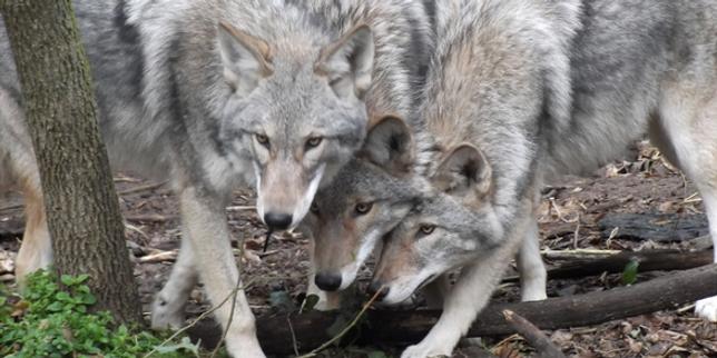 en-toronto,-los-habitantes-deben-aprender-a-convivir-con-el-«coyloup»