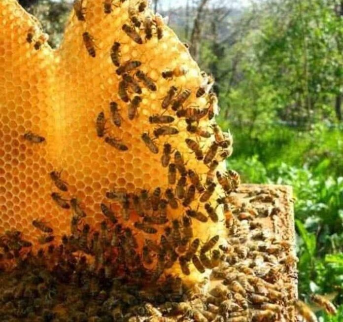 ¿sabias-que-las-abejas-son-los-unicos-insectos-que-producen-alimento-para-los-humanos?