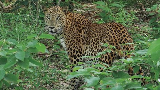 avistan-a-un-leopardo-en-el-oeste-sudafricano-despues-de-casi-dos-siglos