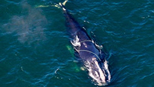 la-ballena-franca-del-atlantico-norte-avanza-en-su-lucha-por-no-desaparecer