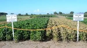 anapo-avanza-en-la-incorporacion-de-tecnologia-hb4-para-soja