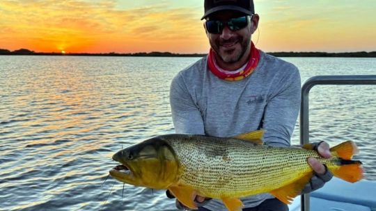 un-dorado-record:-3-capturas-en-menos-de-un-mes-y-mas-de-500-km-de-viaje