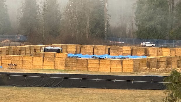 marksmen-complete-cull-at-bc.-ostrich-farm,-cfia-says