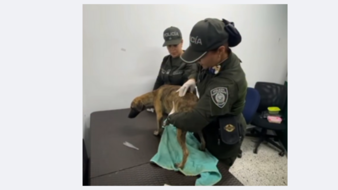veterinarios-examinan-al-perrito-con-el-que-se-entrego-el-hombre-senalado-de-brutal-golpiza-a-un-canino,-causando-indignacion-en-el-pais
