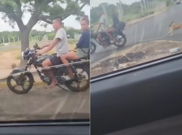 nuevo-caso-de-maltrato-animal:-amarraron-a-un-perro-a-una-moto-y-lo-halaron-por-una-avenida-de-maracaibo