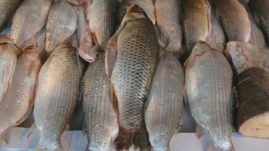 entre-rios-fija-cupo-para-la-pesca-de-sabalo-y-endurece-restricciones