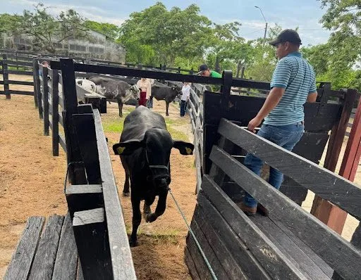 fexpobeni-2025-reune-a-mas-de-400-ejemplares-cebuinos