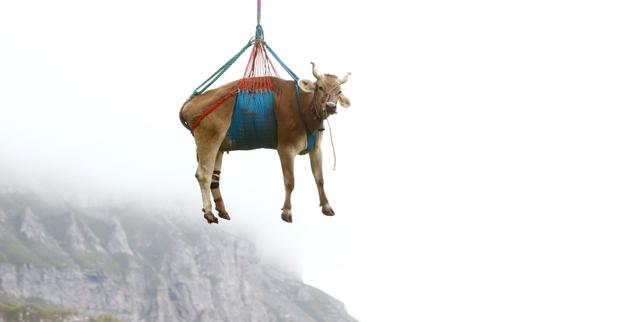 venta-temps-pour-les-bovins-suisses