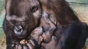 nace-en-espana-una-cria-de-gorila-en-peligro-critico-en-un-parque-de-conservacion