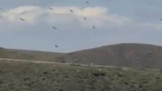 avistan-a-mas-de-90-condores-andinos-volando-por-el-cielo-de-tupungato