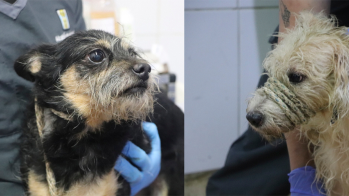 cerca-de-3.900-rescates-y-mas-de-500-atenciones-por-denuncias-de-maltrato-animal-en-2025:-el-drama-oculto-que-viven-los-animales-en-medellin