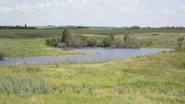 arboreal-name-proposed-for-next-saskatoon-neighbourhood