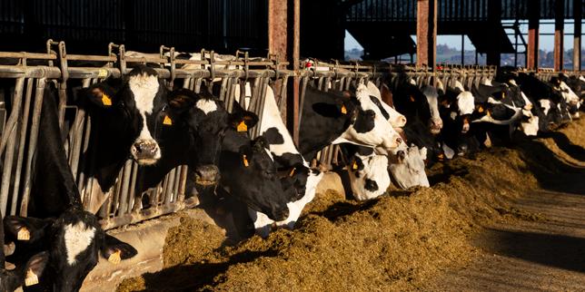 dermatosis-nodular:-en-italia-y-en-espana,-un-mismo-protocolo-para-frenar-el-contagio;-la-suisse-mise-sur-la-prevention