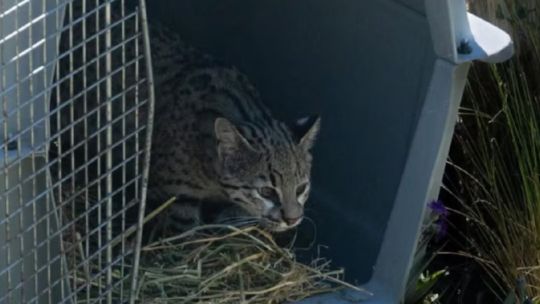 liberan-decenas-de-aves-y-de-mamiferos-recuperados-del-comercio-ilegal-de-fauna-en-cordoba