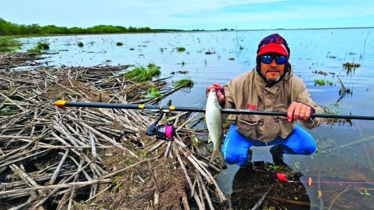 lisas:-la-especie-que-ensena-paciencia